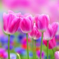 pink Tulips