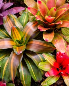 Colorful Bromeliads