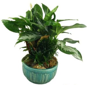 A verdant assortment of green plants potted in a classic ceramic dish makes for a great housewarming gift