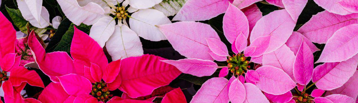 How To Keep Your Poinsettia Healthy All Year Long - Trias Flowers