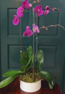 Purple Triple Orchid