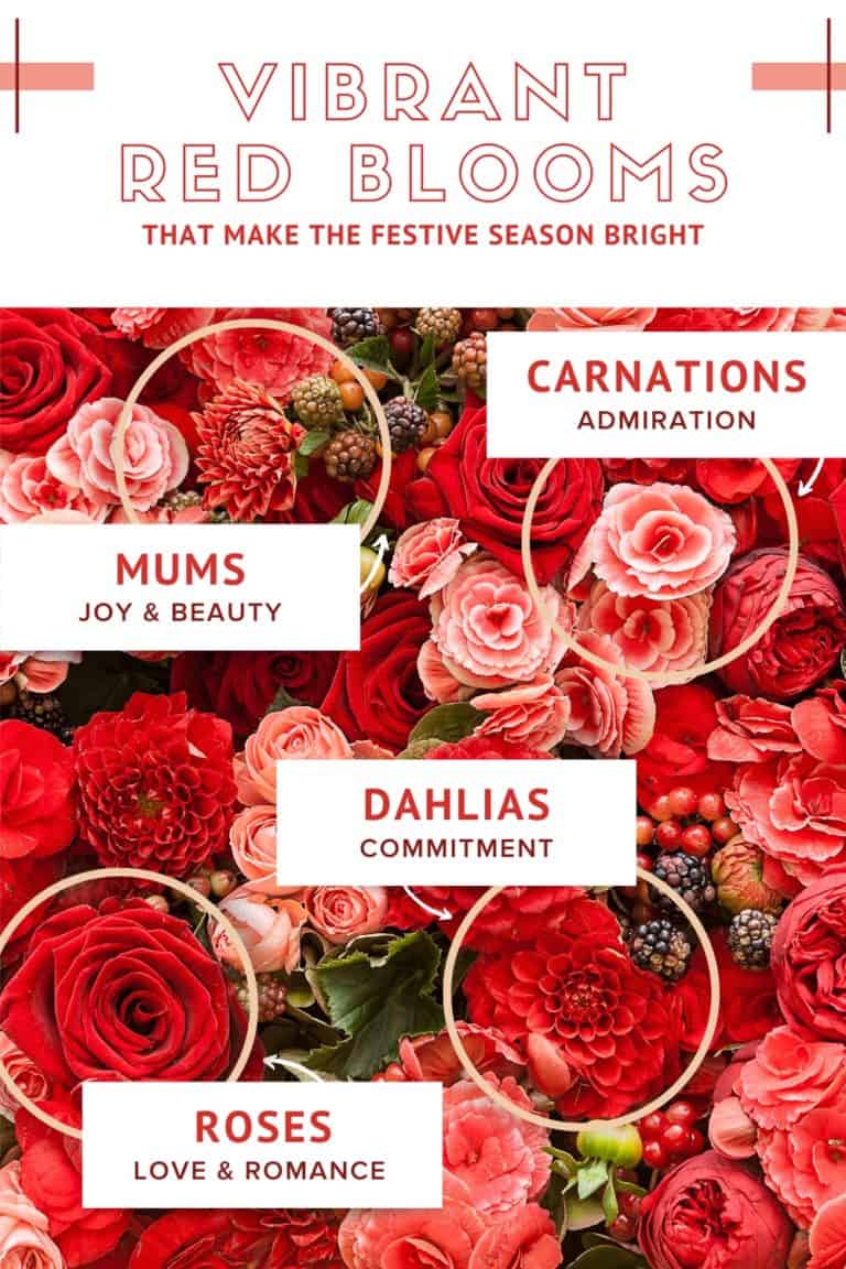 Bright, Cheery Red Flowers to Warm Your During Winter Trias Flowers